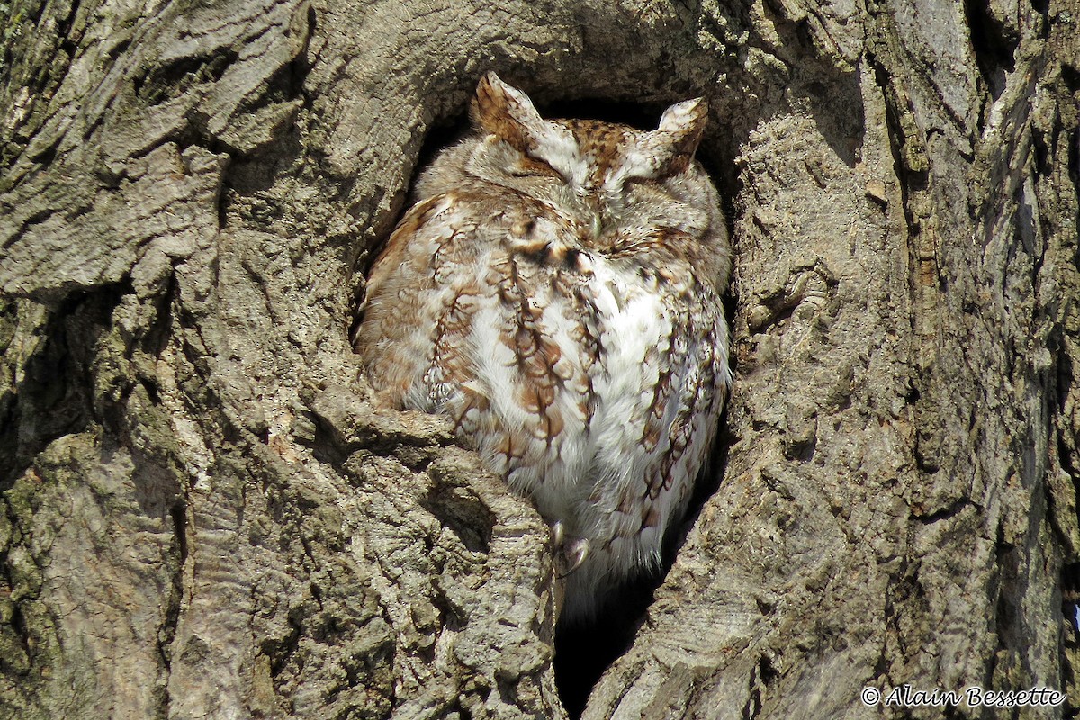 Eastern Screech-Owl - ML87510091