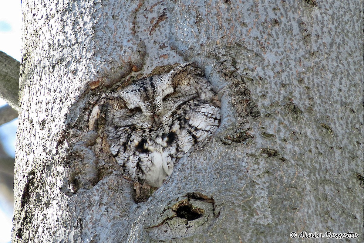 Eastern Screech-Owl - Anonymous