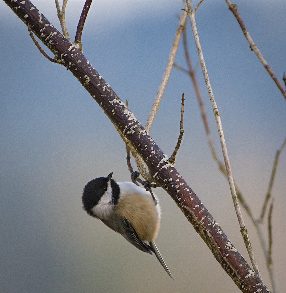 Black-capped Chickadee - Ken Pitts