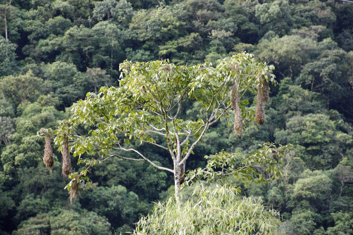 Crested Oropendola - George Matz