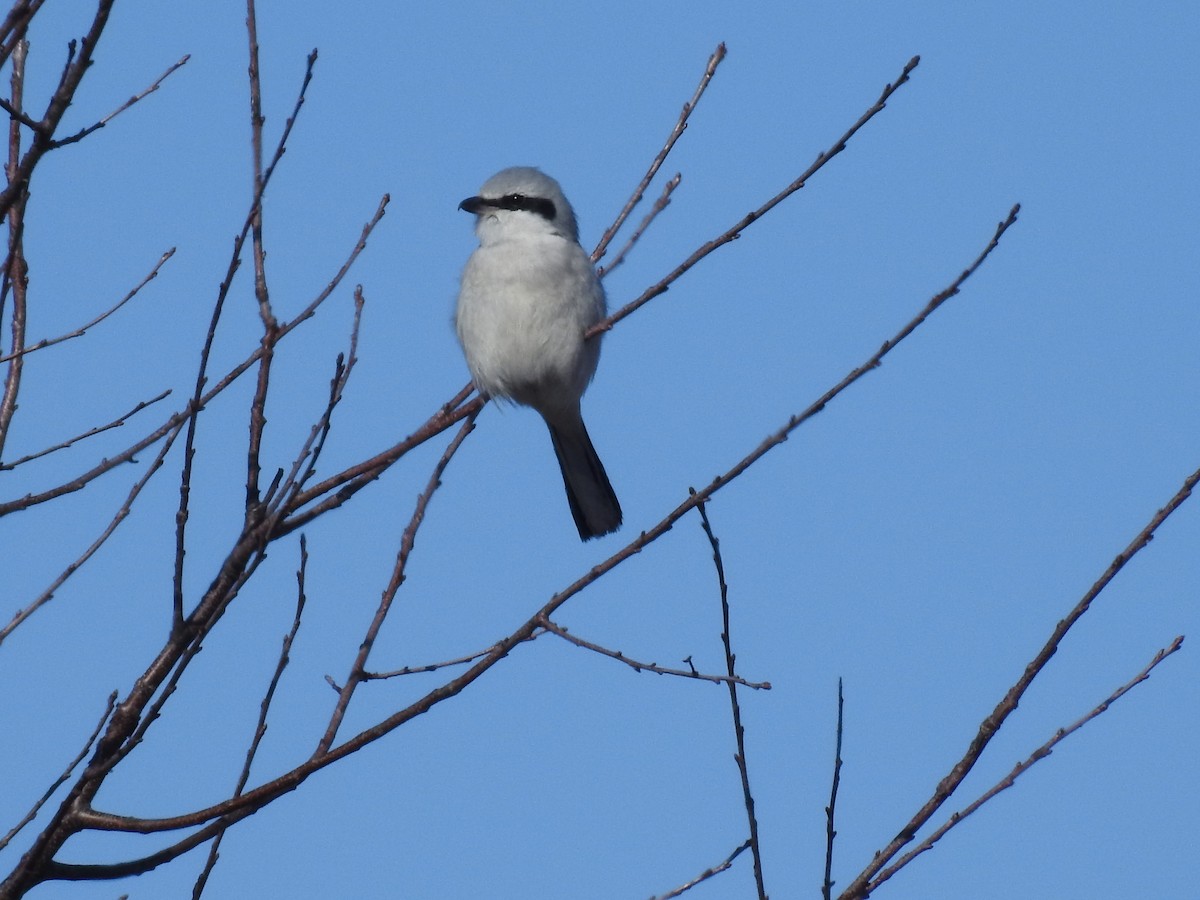 Northern Shrike - Sharla Meester