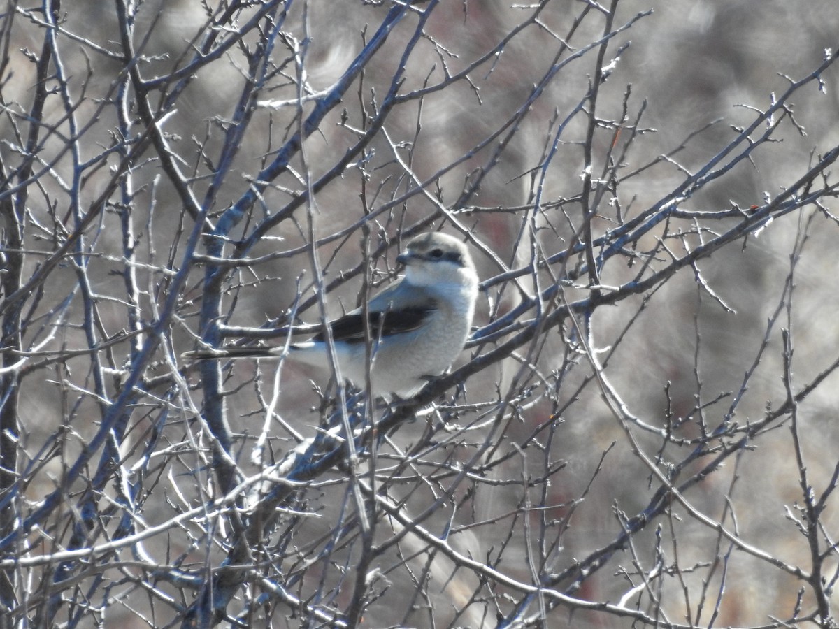 Northern Shrike - ML87511391