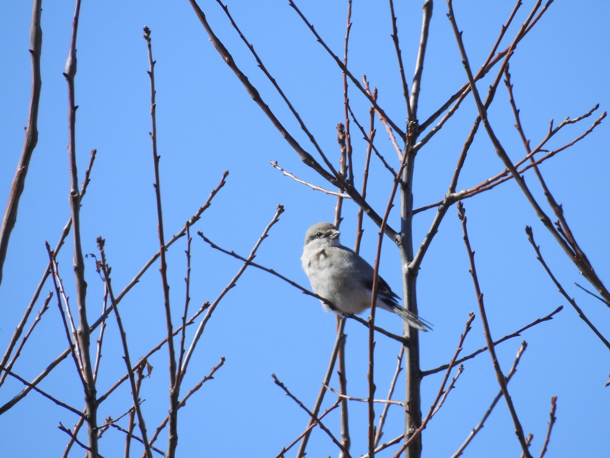 Northern Shrike - ML87511871