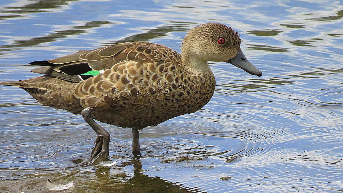 Gray Teal - Bill de Belin