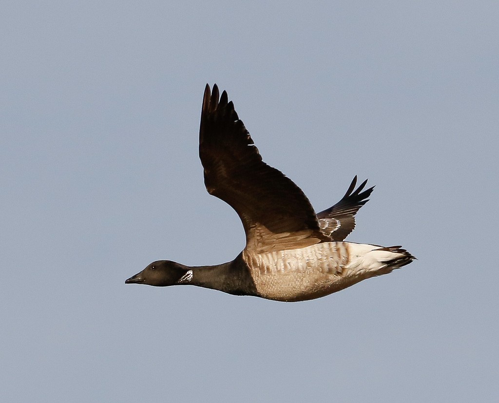 Brant - ML87514071