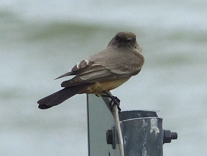 Say's Phoebe - ML87514841