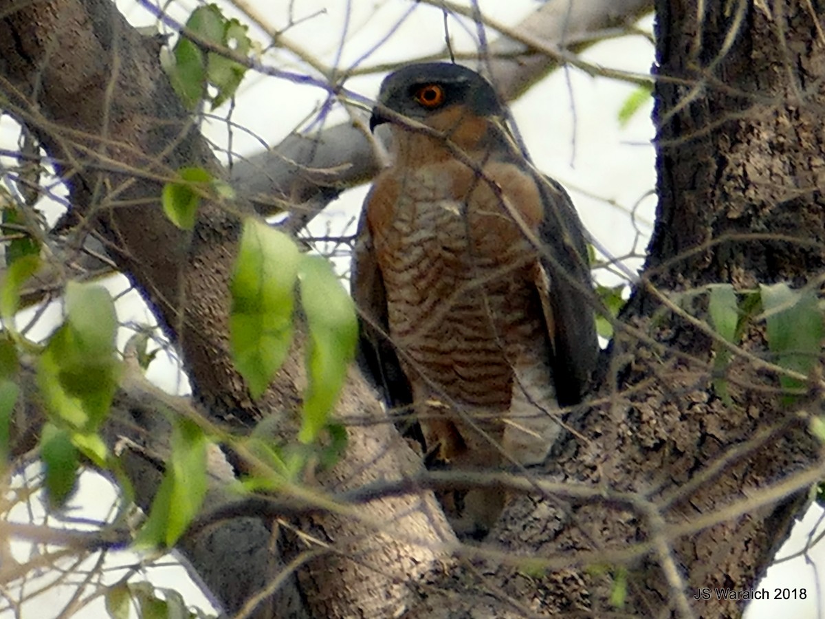 Eurasian Sparrowhawk - ML87515621