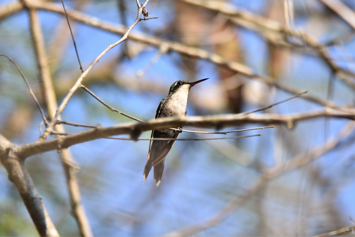 Golden-crowned Emerald - ML87516081