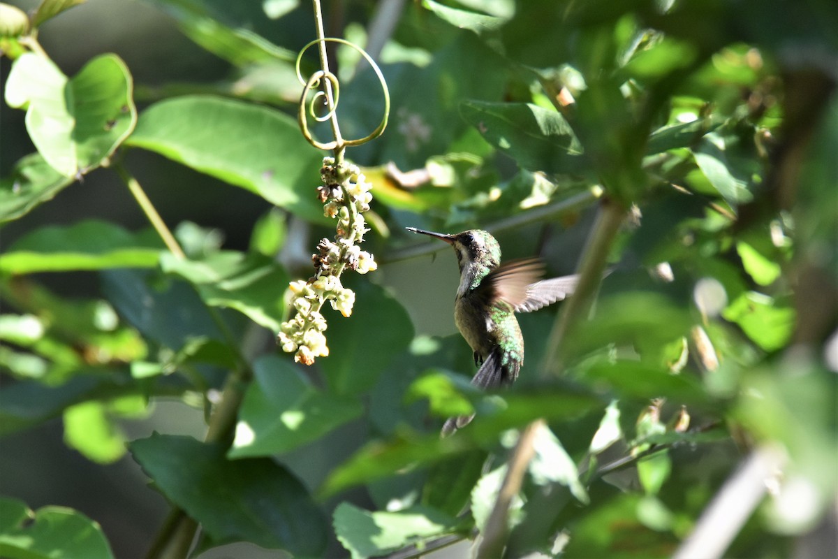 Golden-crowned Emerald - ML87516111