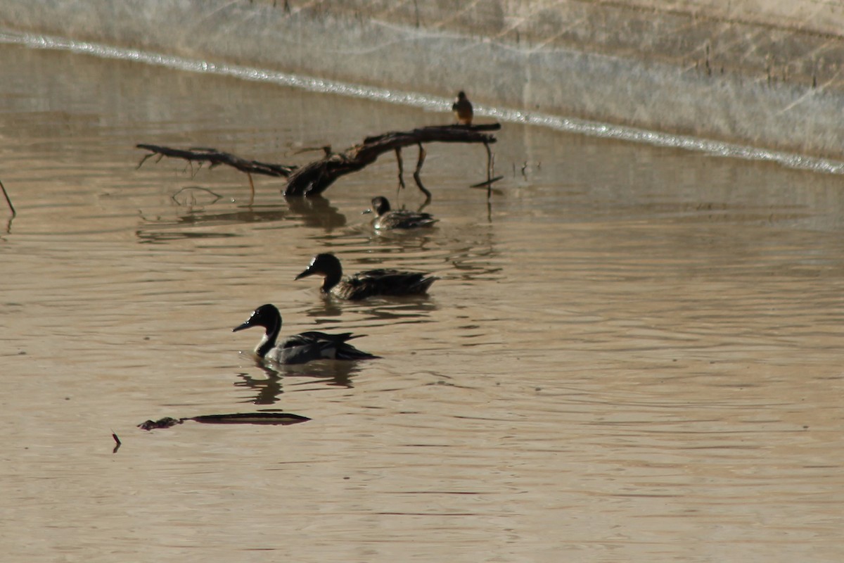 Northern Pintail - David Lerwill