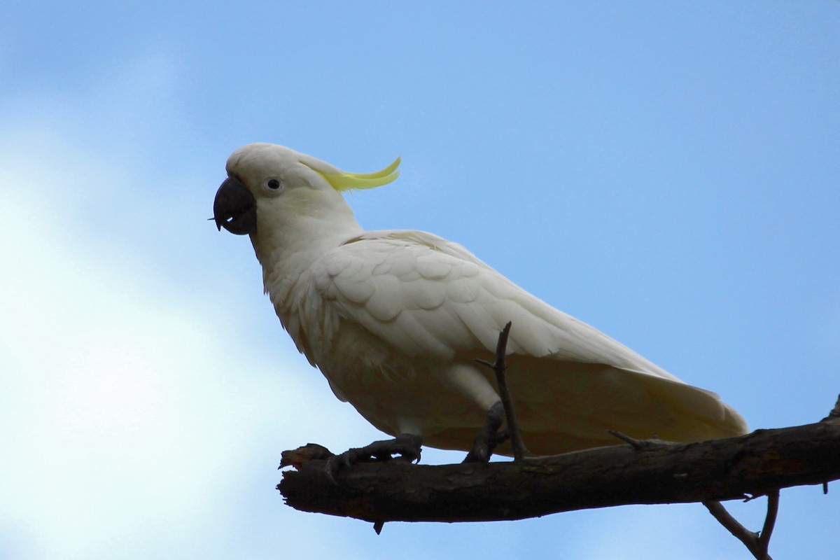 Sulphur-crested Cockatoo - Janet Washbon