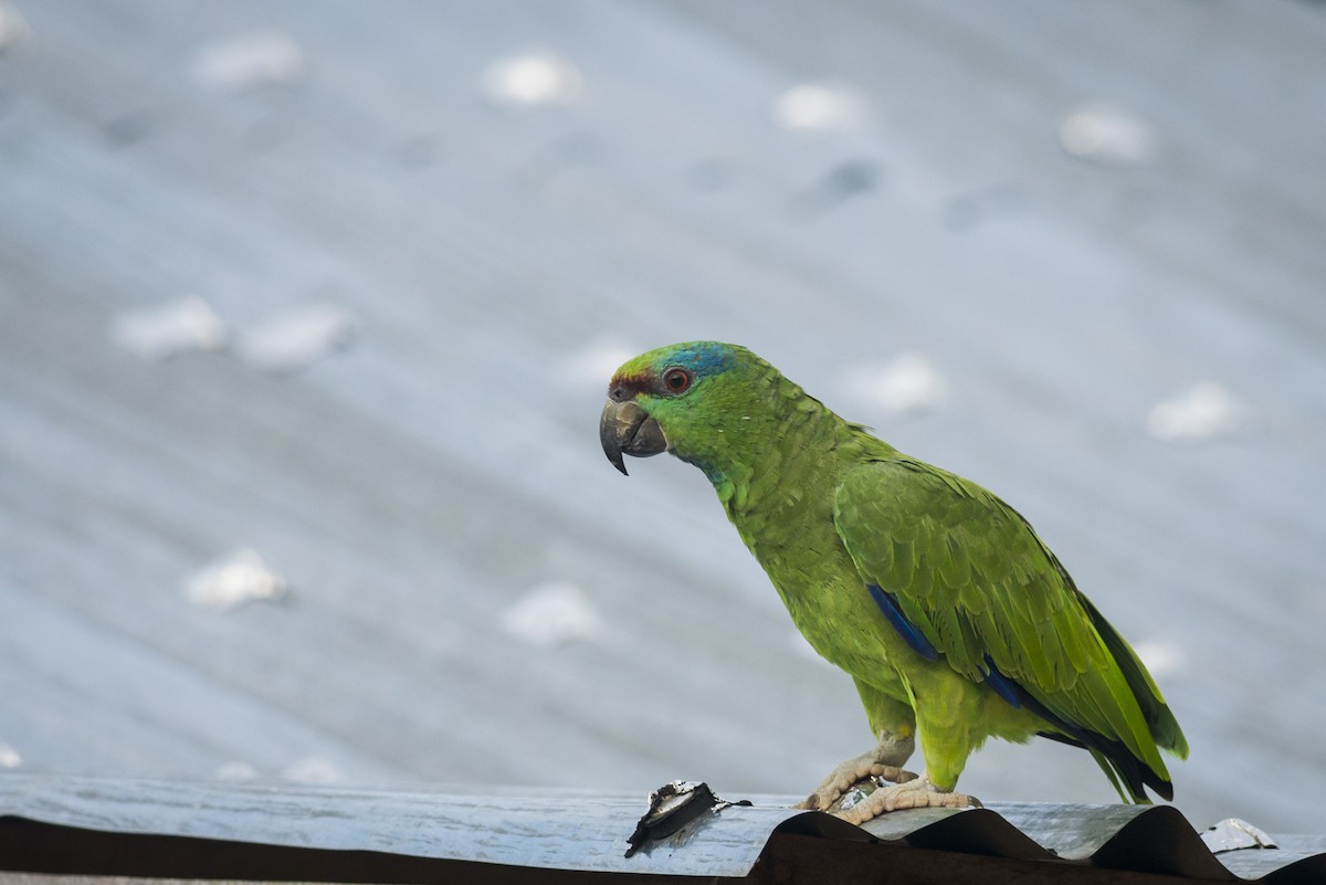 Festive Amazon - Claudia Brasileiro