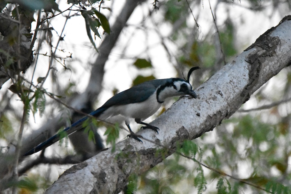 White-throated Magpie-Jay - ML87518811