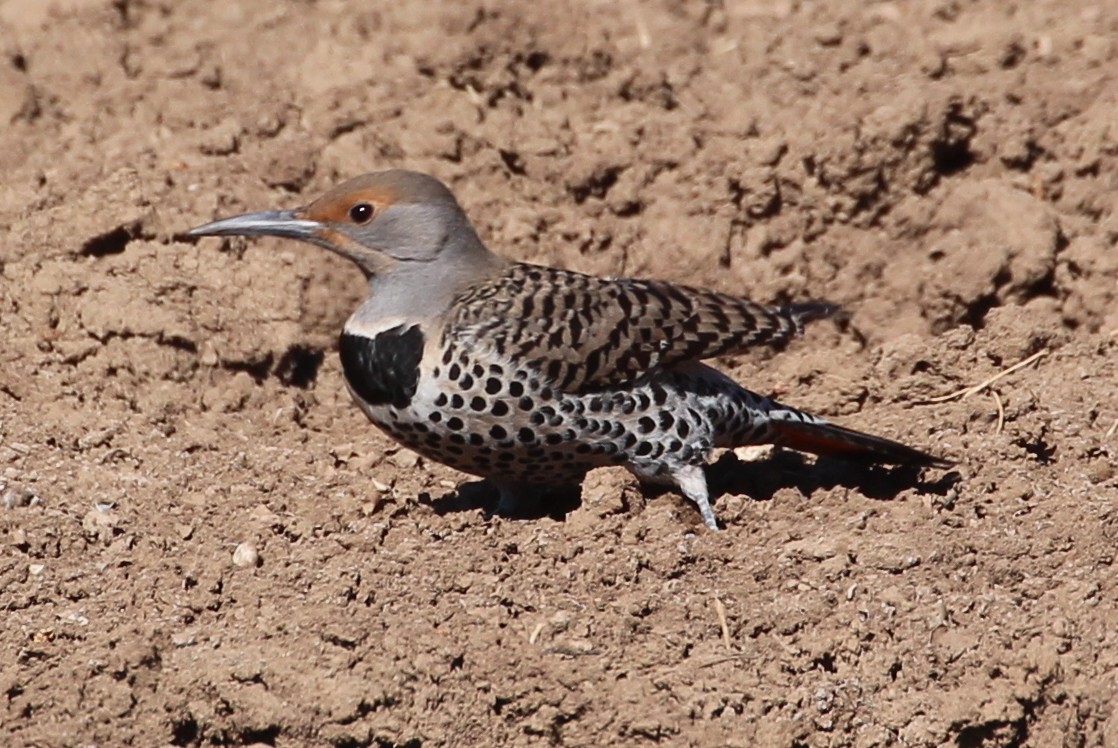 Northern Flicker (Red-shafted) - sam hough