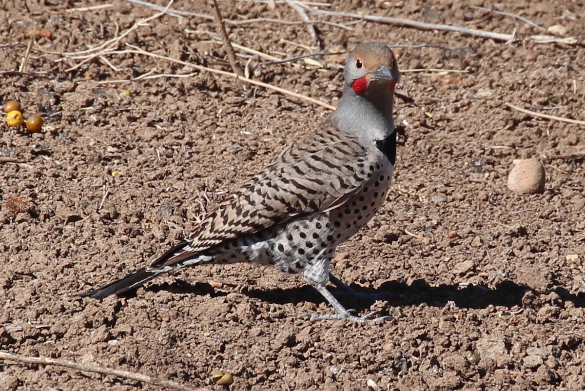 Northern Flicker (Red-shafted) - sam hough