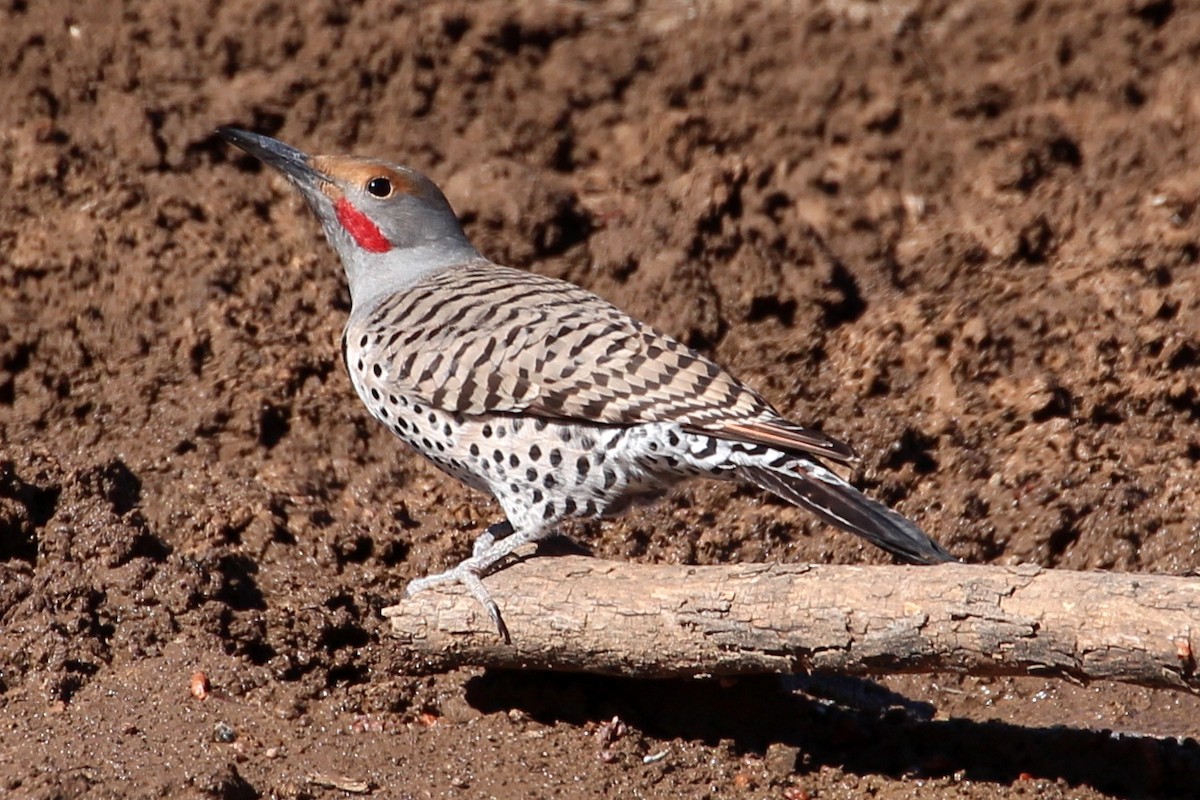 Northern Flicker (Red-shafted) - sam hough