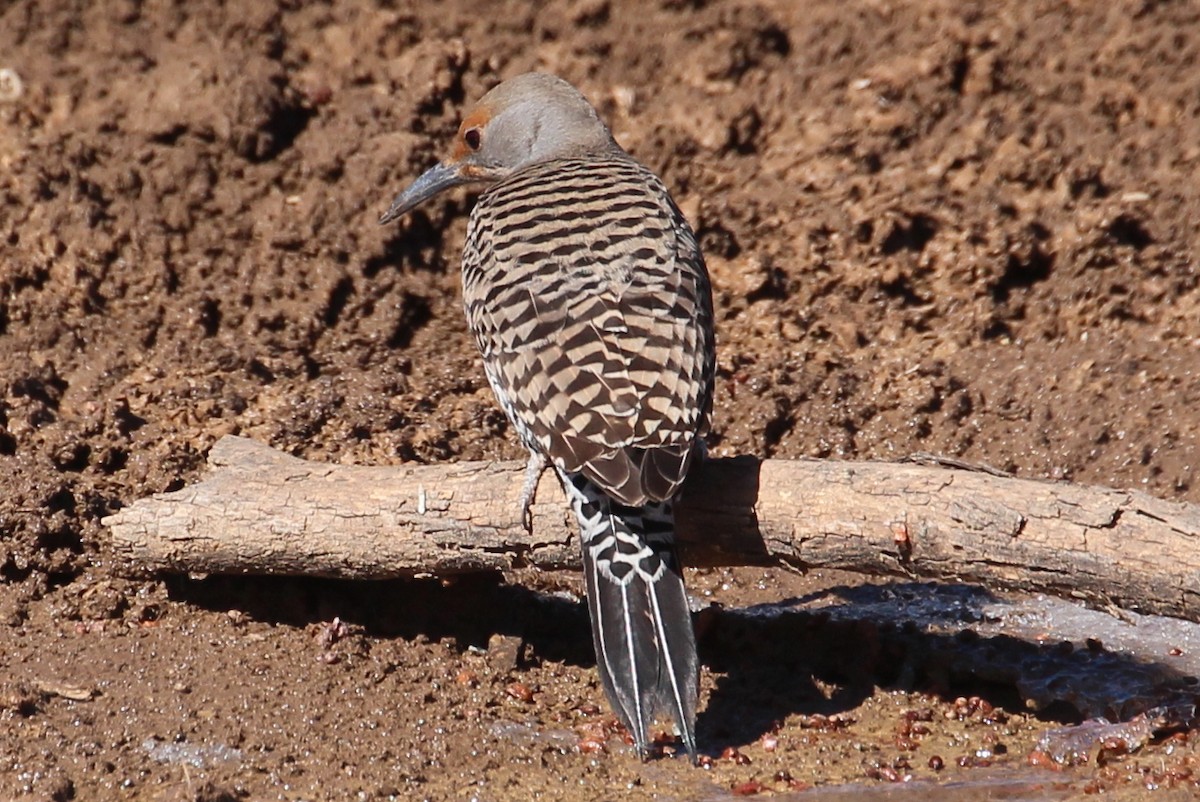 Northern Flicker (Red-shafted) - sam hough