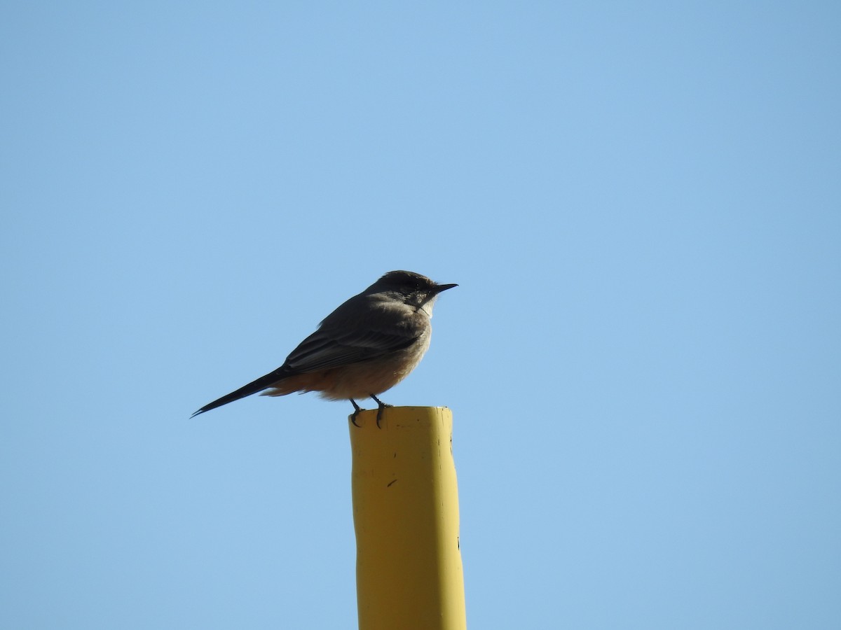 Say's Phoebe - ML87521641