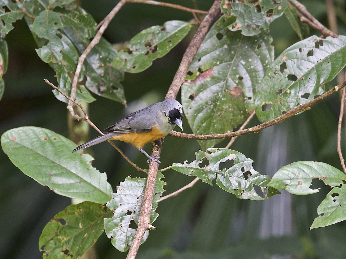 Black-faced Monarch - Gary & Robyn Wilson