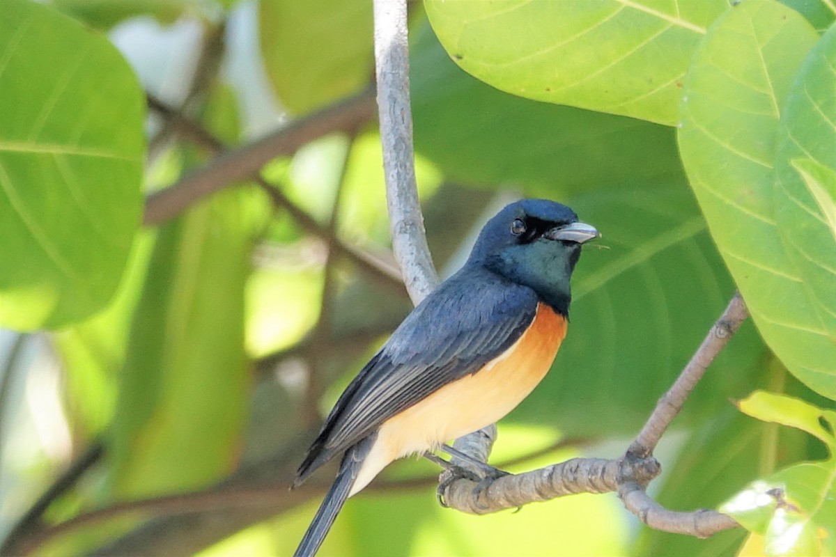 Vanikoro Flycatcher - Bert Wessling