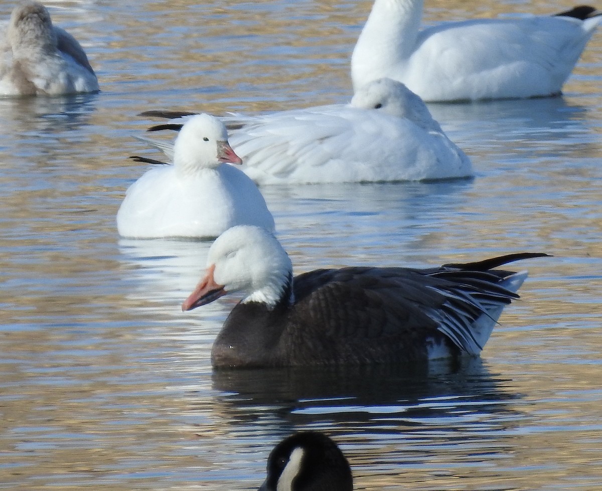 Snow Goose - ML87523591