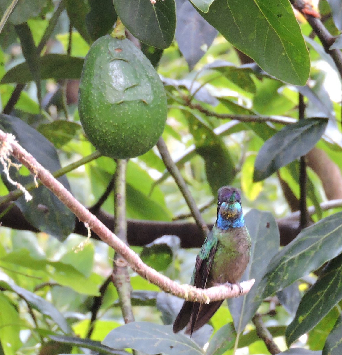 Colibri de la Talamanca - ML87526401