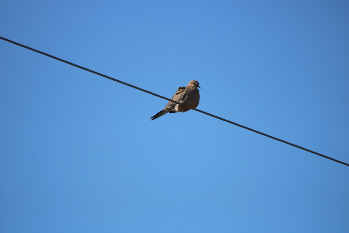 Mourning Dove - ML87528001