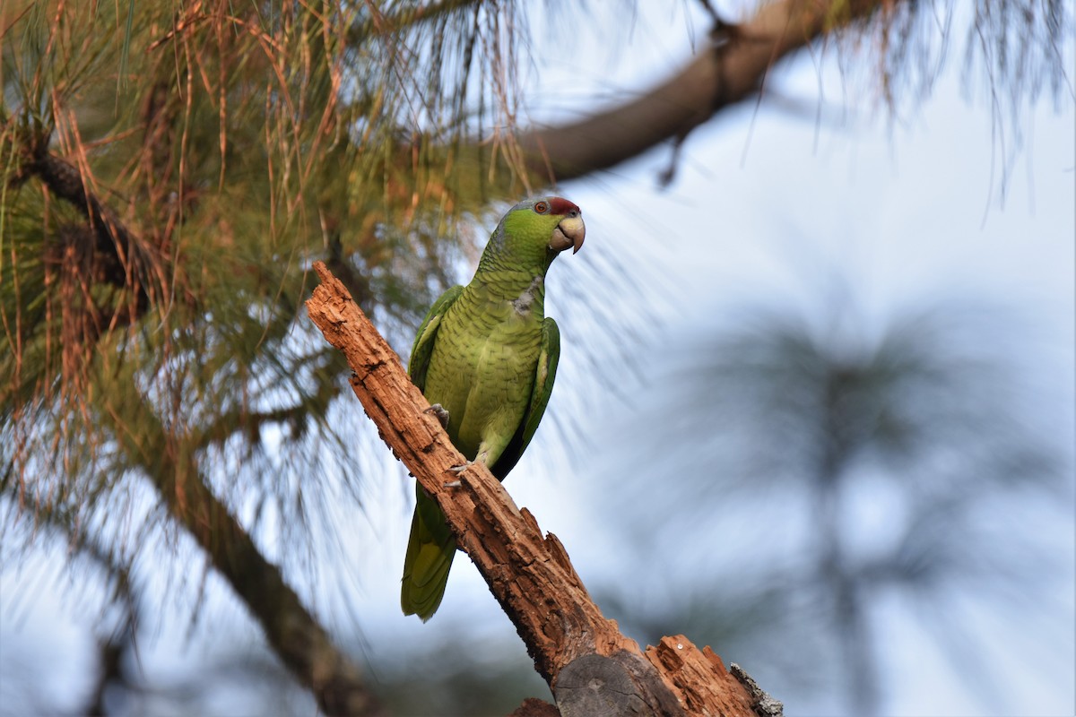 Lilac-crowned Amazon - ML87528031