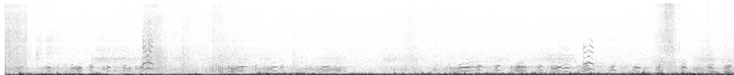husa bělostná - ML87529281