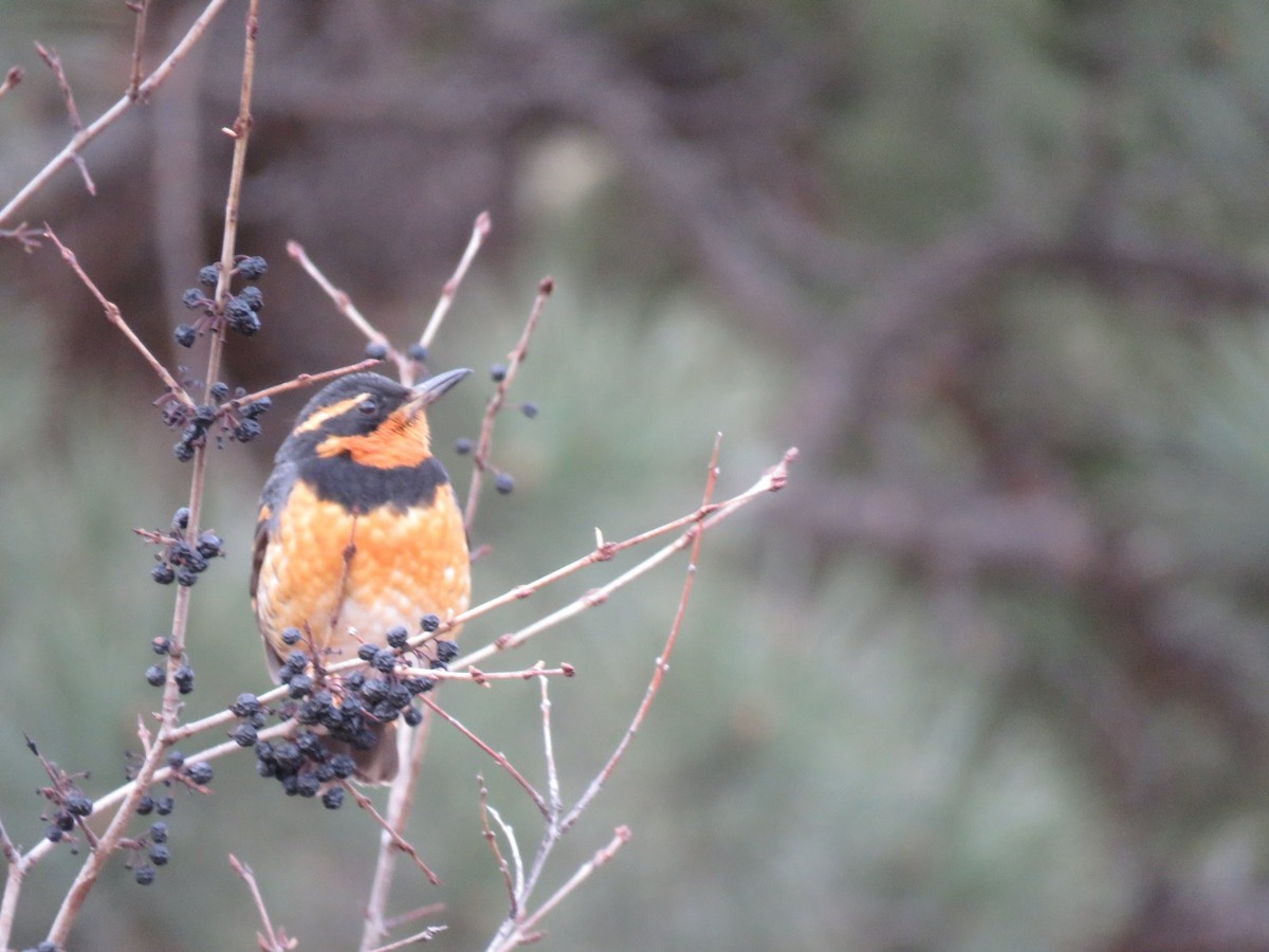 Varied Thrush - ML87529391
