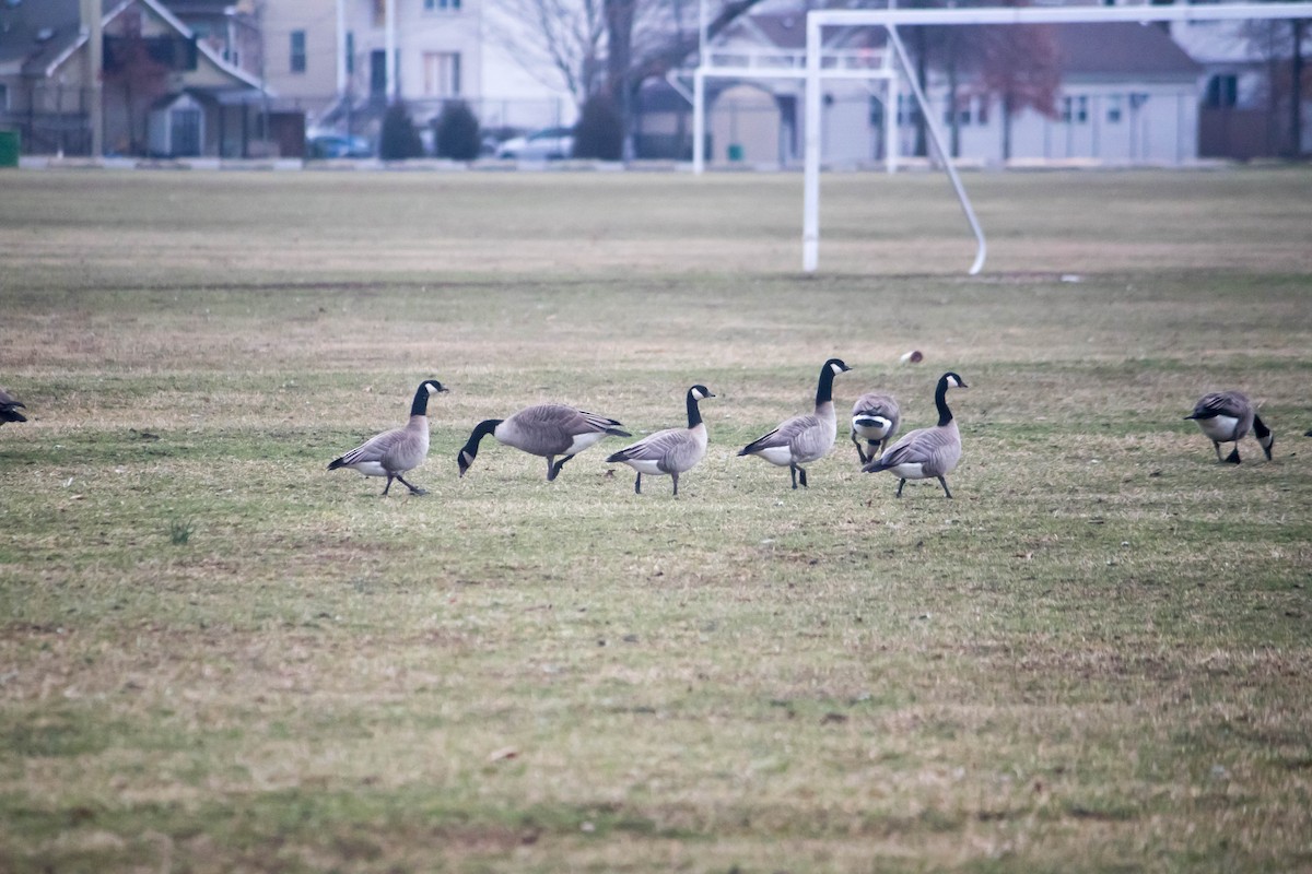 Cackling Goose (Richardson's) - ML87530001