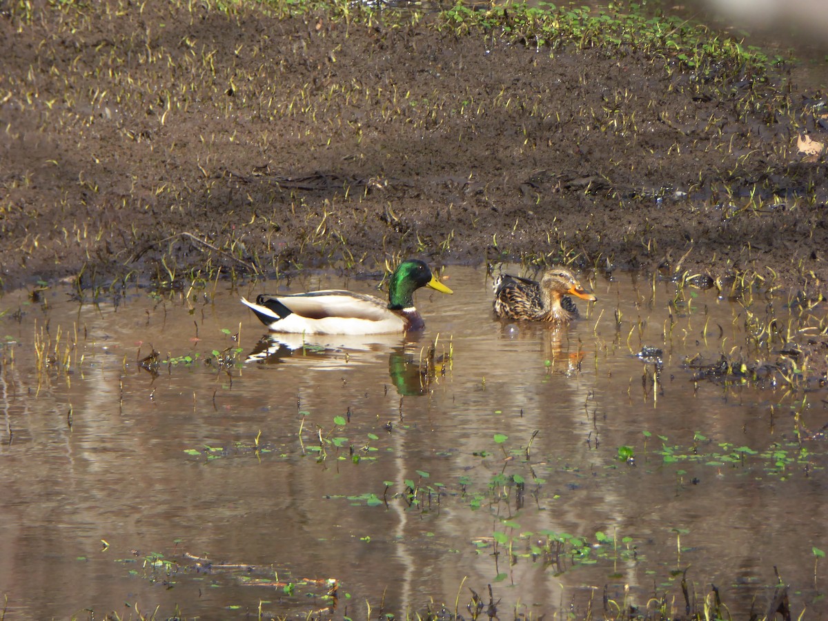 Mallard - ML87531371