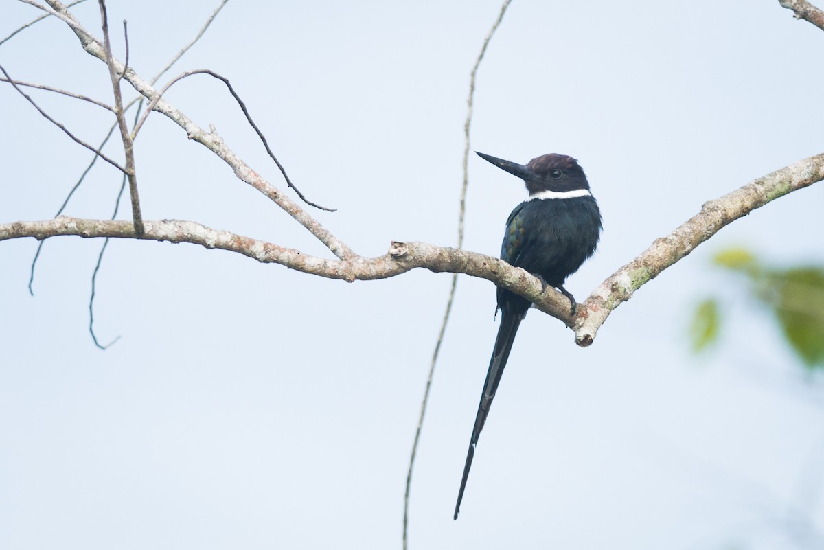 Jacamar à longue queue - ML87531461