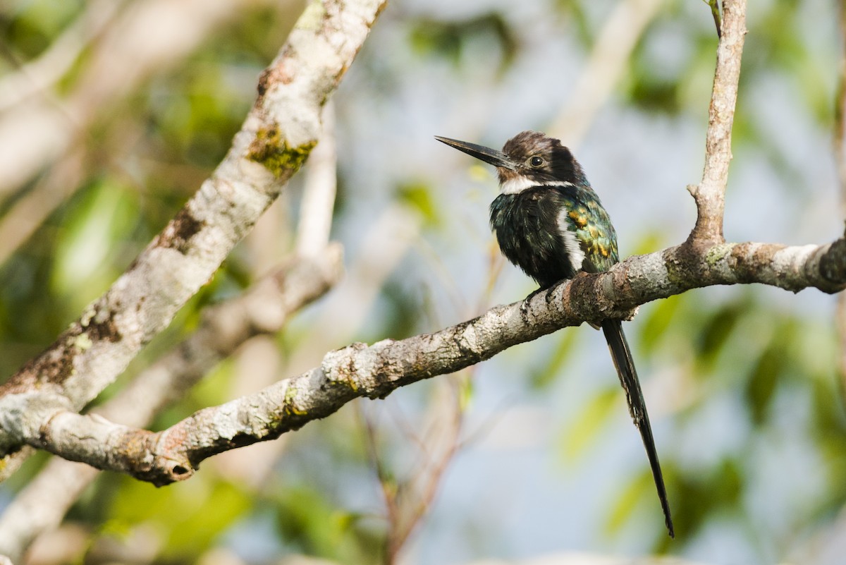 Jacamar à longue queue - ML87531521