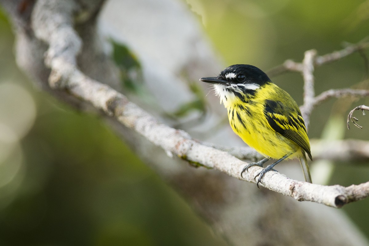 Painted Tody-Flycatcher - Claudia Brasileiro