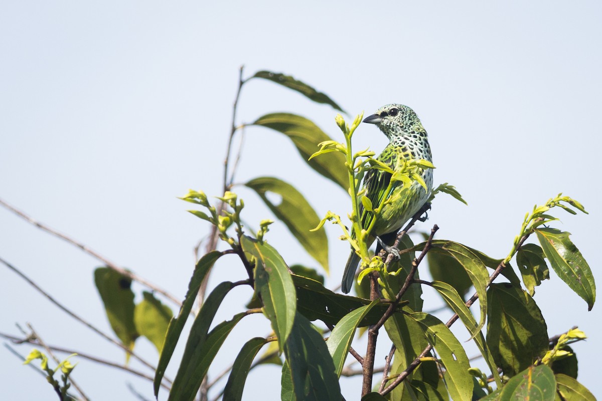 Spotted Tanager - ML87531691