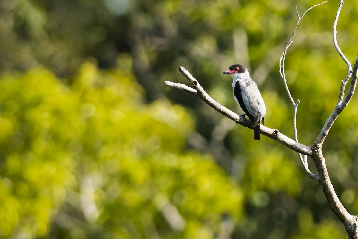 Black-tailed Tityra - ML87531761