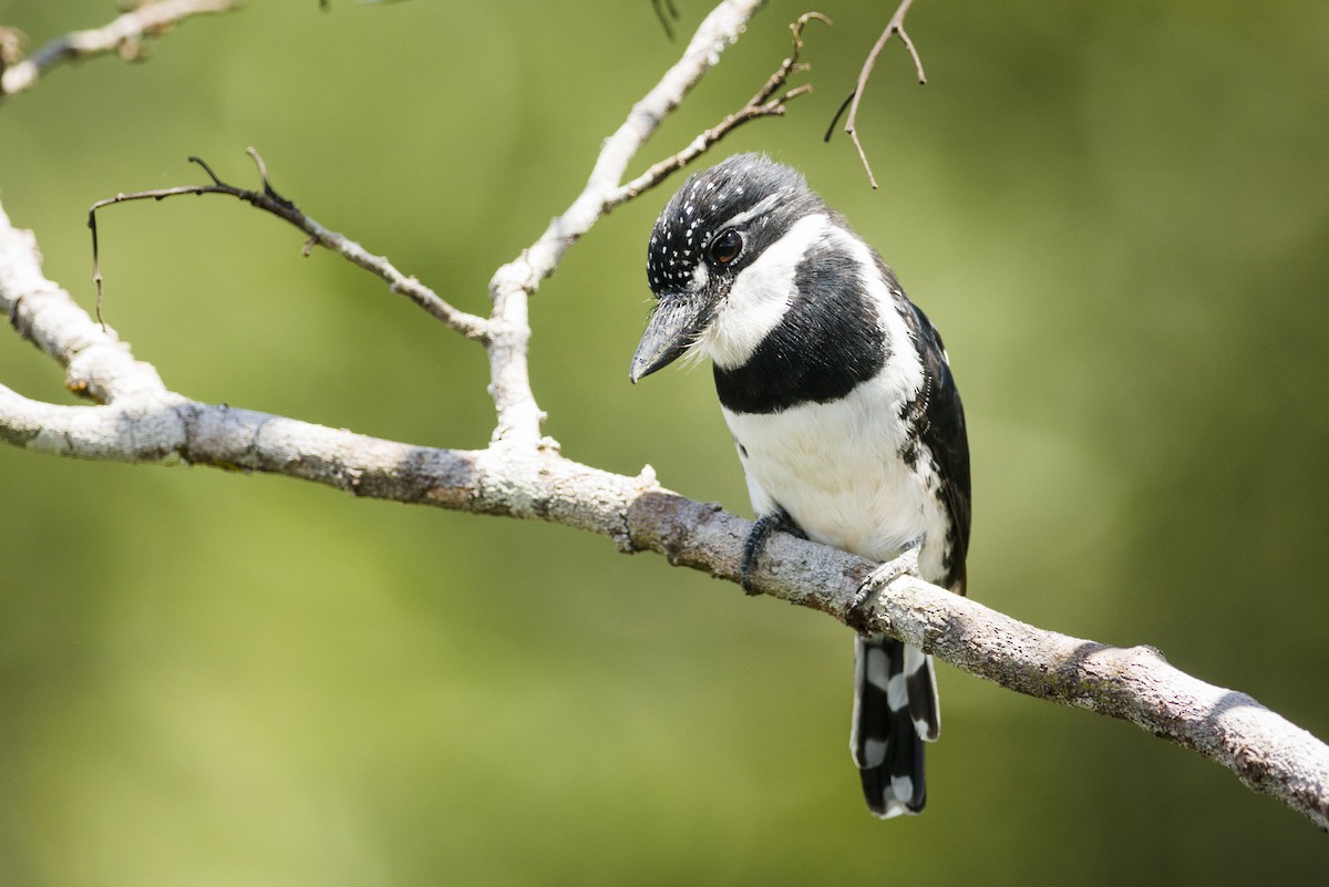 Pied Puffbird - ML87532141