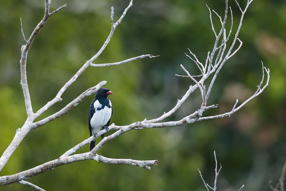 Red-billed Pied Tanager - ML87532271