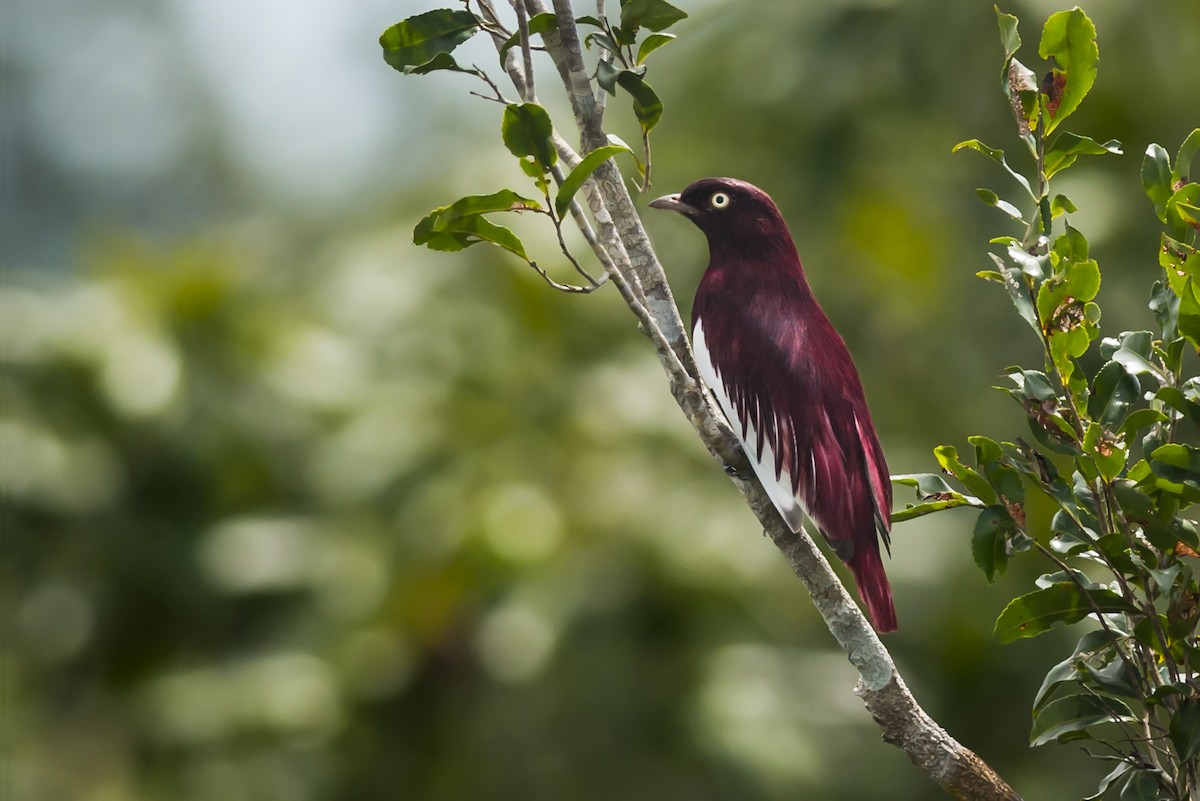 Pompadour Cotinga - Claudia Brasileiro