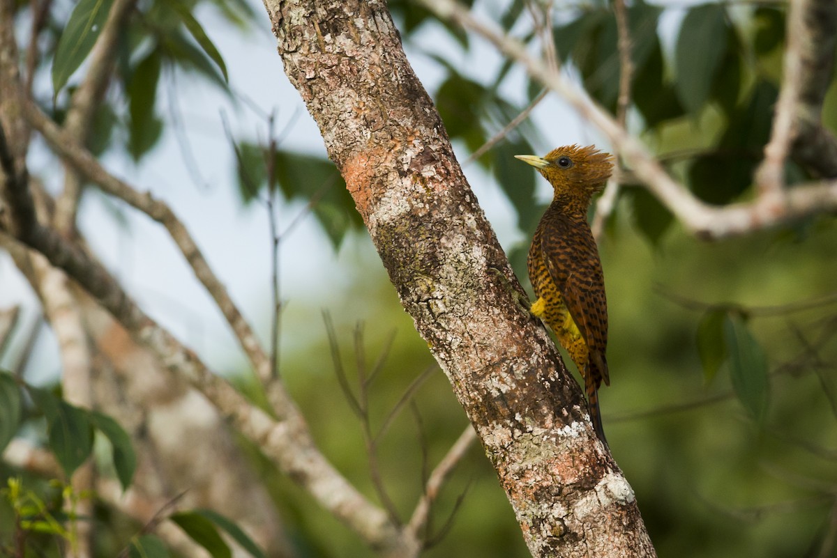 Waved Woodpecker (Waved) - ML87532531