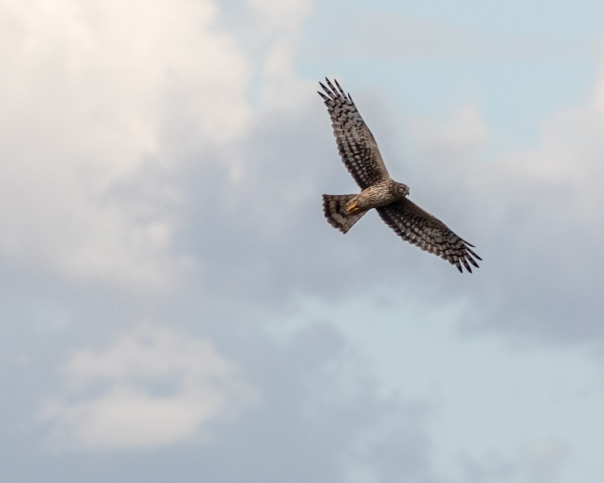 Northern Harrier - Michael Foster