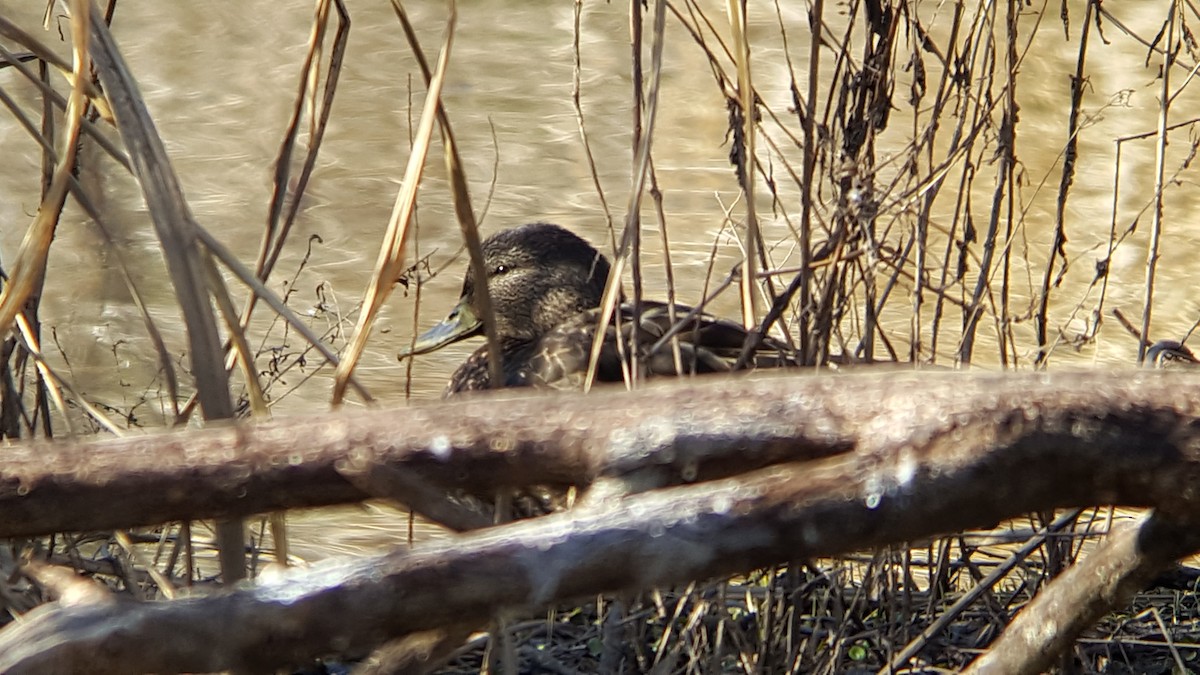 Canard noir - ML87533861