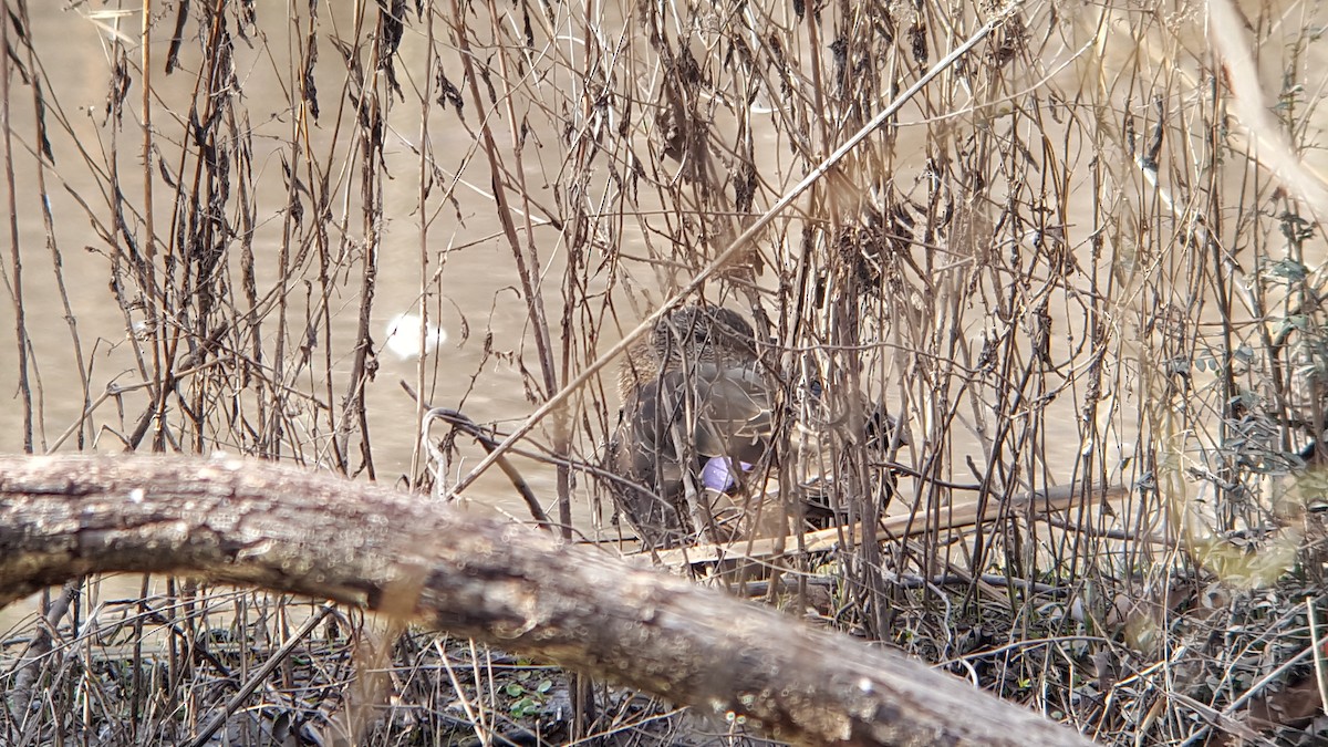 American Black Duck - ML87533901