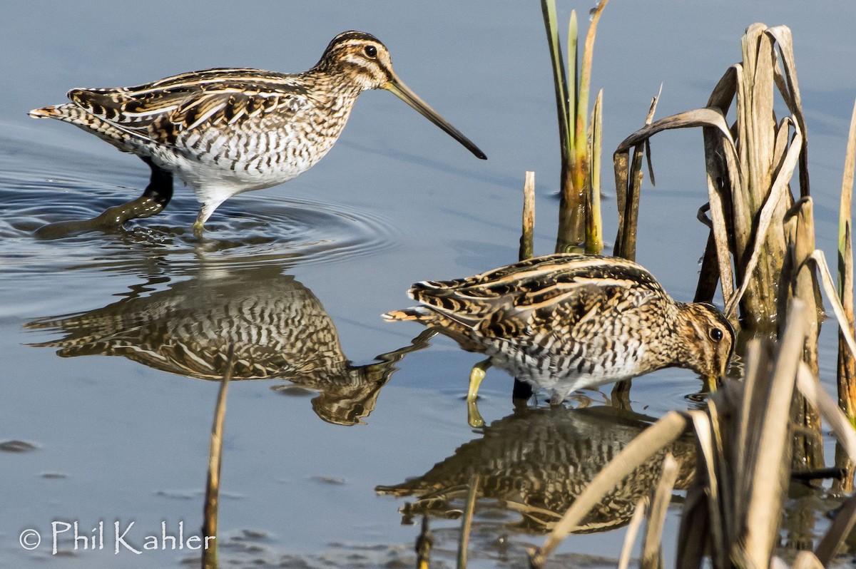 Wilson's Snipe - Phil Kahler