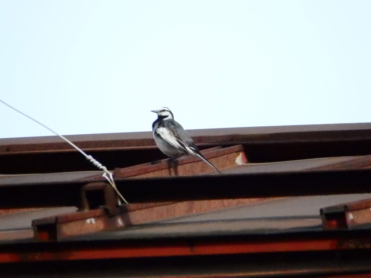 White Wagtail - ML87536321