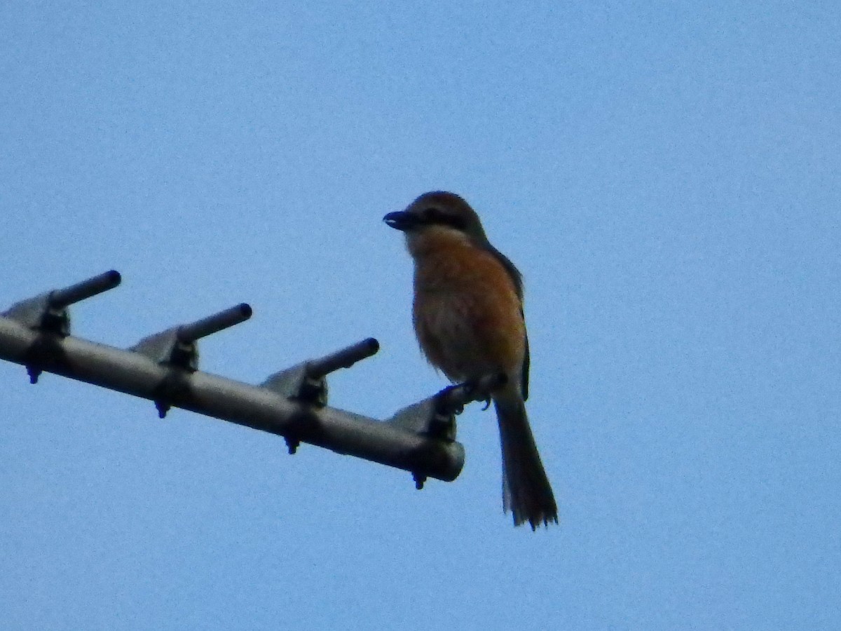 Bull-headed Shrike - ML87536521