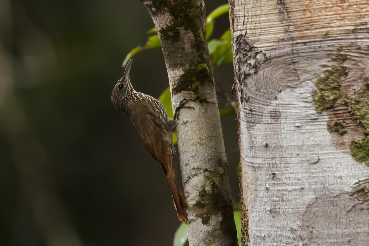Guianan Woodcreeper - Claudia Brasileiro