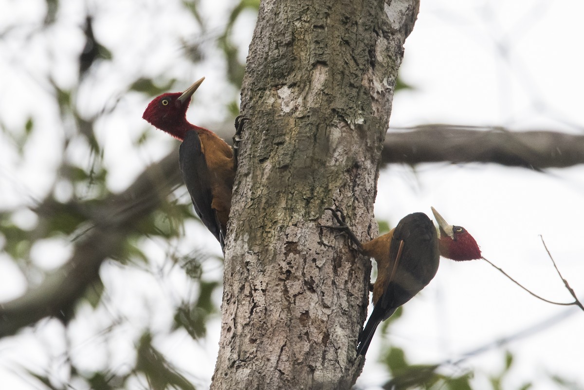 Red-necked Woodpecker - ML87536891