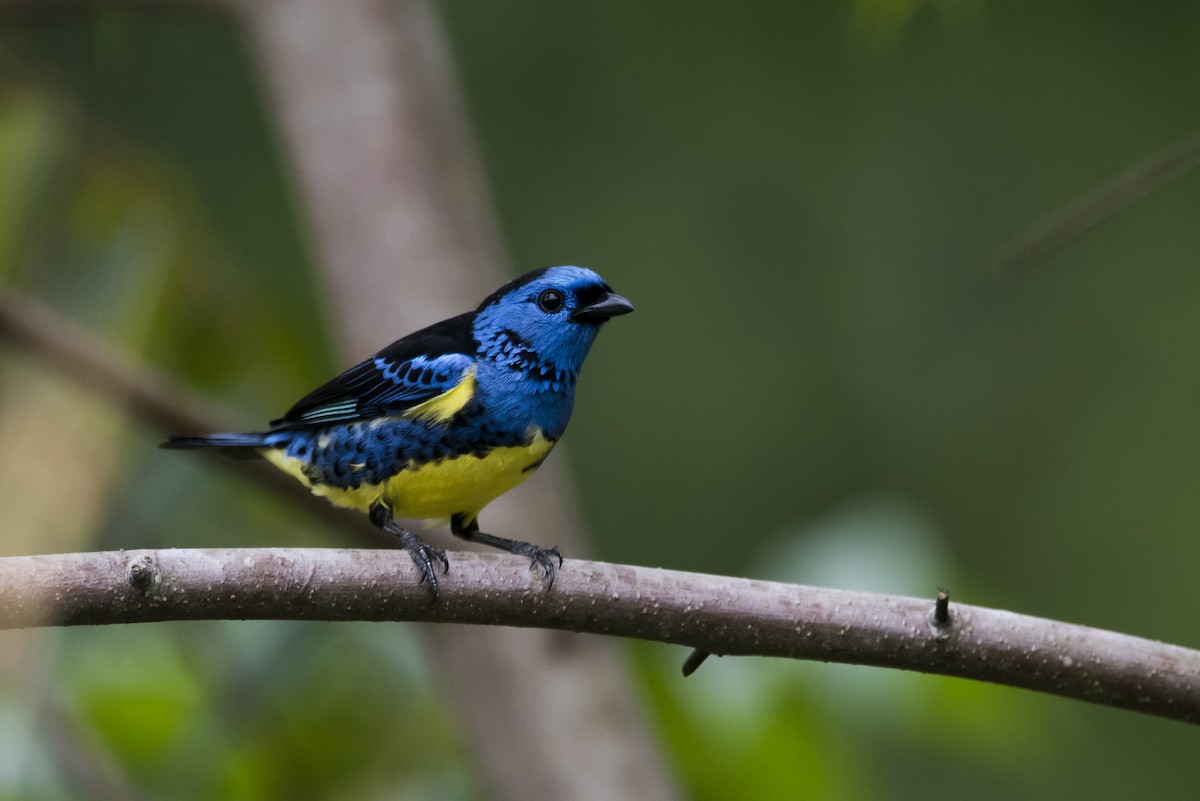 Turquoise Tanager - Claudia Brasileiro